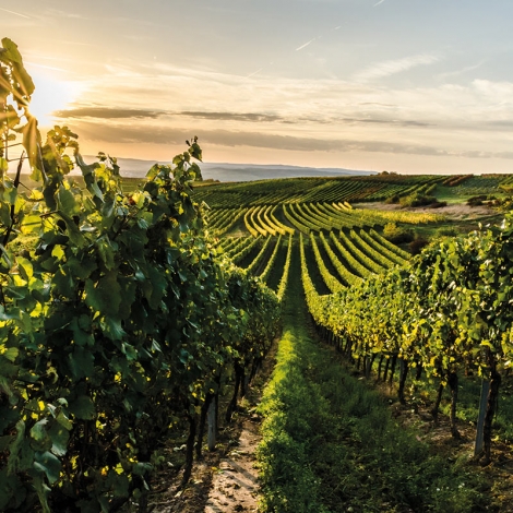 SLV SAINT DIZIER - DECOUVERTE DU CHAMPAGNE